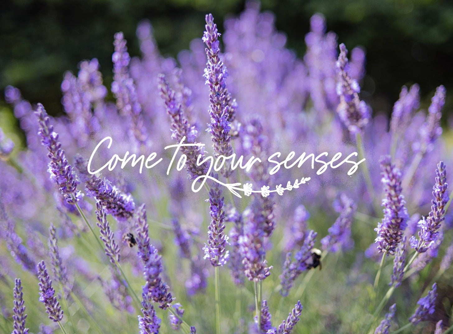 Lavender Sachet - Small - Hope Hill Lavender Farm